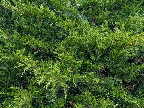 Güzel bir arka plan, doku, reklam logoları için çok uygun.