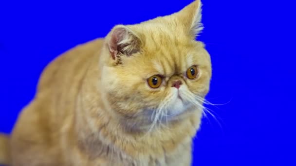 波斯红猫在蓝色的背景上舔嘴唇 准备好被锁起来了 — 图库视频影像