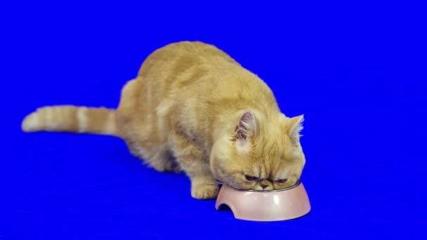 페르시아 고양이가 배경에 접시에서 식사를 있습니다 준비가 되었습니다 — 비디오