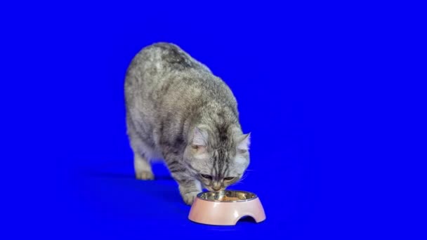 Красивая Серая Шотландская Кошка Подходит Тарелке Едой Синем Фоне Выстрел — стоковое видео
