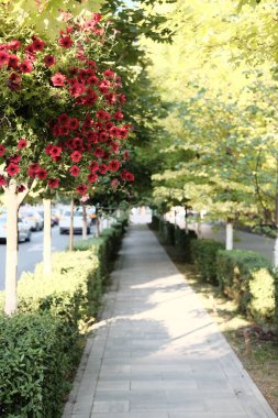 Rostov-on-Don 'da Sammer Günü 