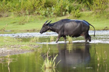 Sumbawa, Endonezya bir nehir geçiş Buffalo