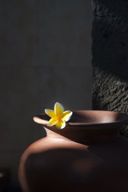 Toprak kap içinde düşük anahtar sarı frangipani çiçek
