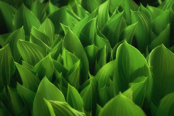 Naturlig Vår Eller Sommar Bakgrund Färska Gröna Blad Trädgårdsväxt Mjuk — Stockfoto