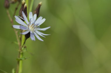 Yeşil mor çiçek Peygamber Çiçeği