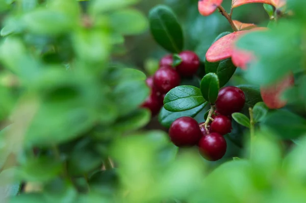 Red cowberries in green leaves — Stock Photo, Image