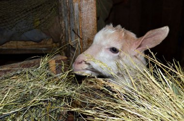 Küçük keçi ve ahırda saman