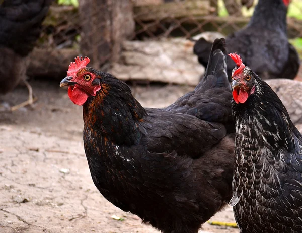 İki siyah tavuk tavuk kümesi bahçedeki