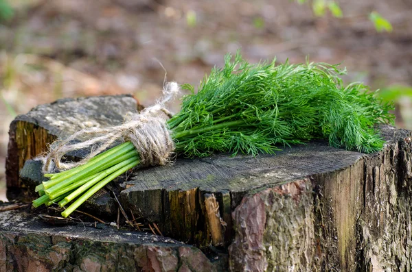 Bouquet d'aneth vert sur la souche — Photo