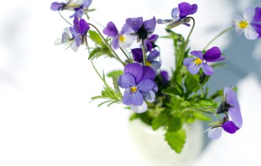 Menekşe beyaz bir tabloda bir vazoda