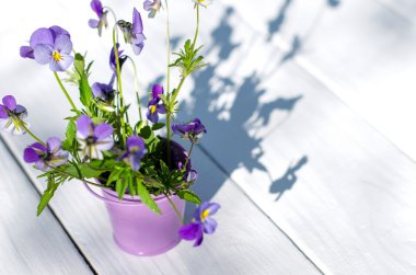 Menekşe beyaz bir tabloda bir vazoda