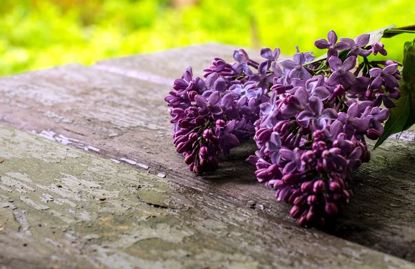 Bahçedeki eski ıslak plakalar üzerinde çiçek açan leylaklar