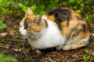 Bahçedeki yolda çok renkli kedi