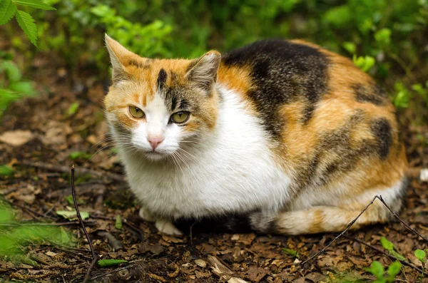 En katt med fläckiga päls sitter på trädgård spår — Stockfoto