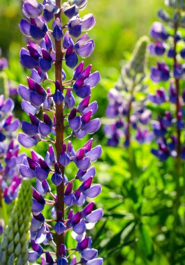 Yeşil çim bir arka plan üzerinde çiçek açan lupine