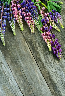 Eski kurullarında Lupin çiçekler. Üstten Görünüm.