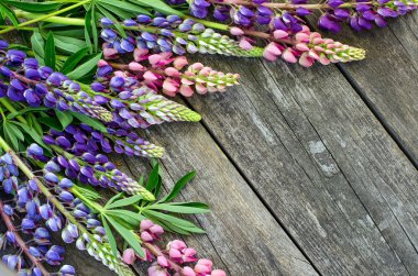 Eski kurullarında Lupin çiçekler. Üstten Görünüm.