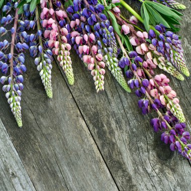 Eski kurullarında Lupin çiçekler. Üstten Görünüm.