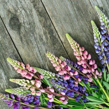 Eski kurullarında Lupin çiçekler. Üstten Görünüm.