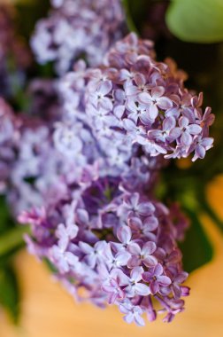 Eflatun çiçekler. Arka plan bulanık.