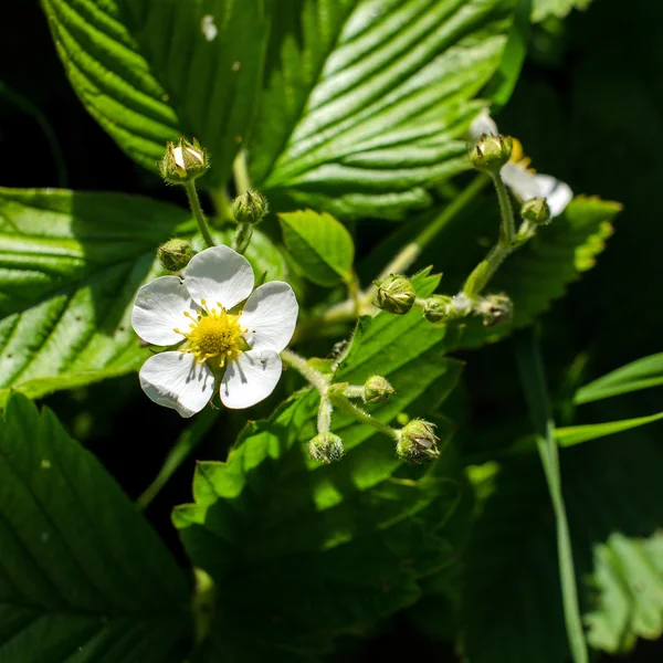 Witte bloemen en knoppen van aardbeien op groen gebladerte Rechtenvrije Stockfoto's
