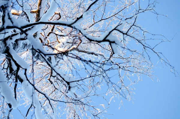 Hóval borított fa ellen az esti égen Stock Kép