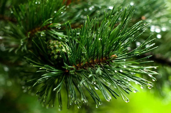 Versheid. Regenachtig weer. Pine tak. Stockfoto