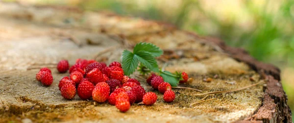 Hasat sezonu Yaban çilekleri