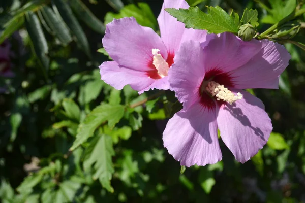 ブッシュのハイビスカスの花のクローズアップ 選択的な焦点 — ストック写真