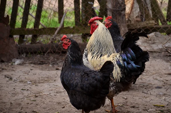 Pik en twee kippen — Stockfoto