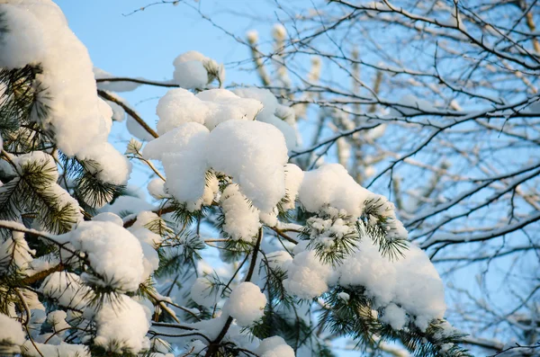Ramas de pino cubiertas de nieve en un día soleado — Foto de Stock