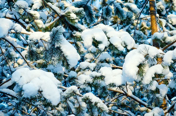 Ramas de pino cubiertas de nieve en un día soleado — Foto de Stock