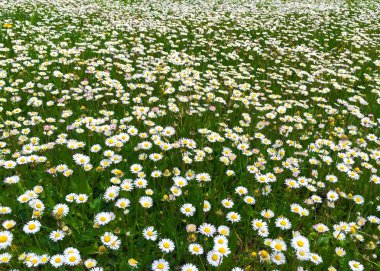 papatyalar çayırda. Papatya çiçek alan