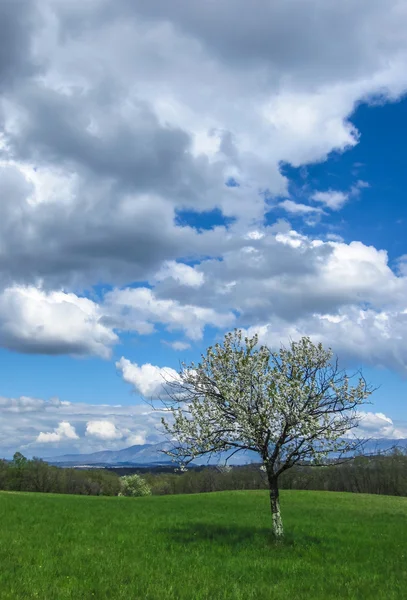 Spring Country landscape background — Stock Photo, Image