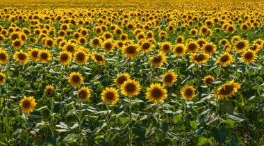 Ayçiçeği alan arka plan