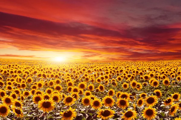 Fält blommande solrosor på en bakgrund solnedgång — Stockfoto