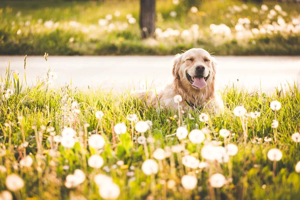 Golden retriever dog in enjoy sun — Stock Photo, Image