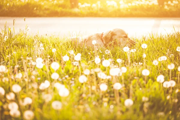 Golden retriever dog in enjoy sun — Stock Photo, Image