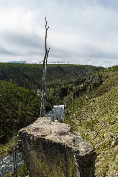 Yellowston nationalpark floden — Stockfoto