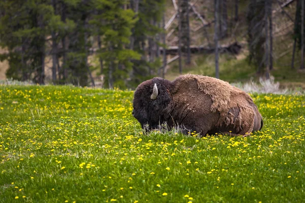 Amerikanischer Wisent in Yellowstone — Stockfoto
