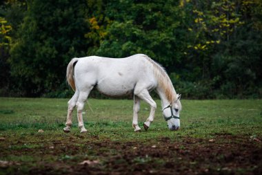 Özgürlük beyaz at