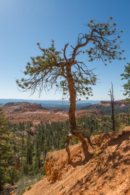 Bryce Kanyonu Panoraması