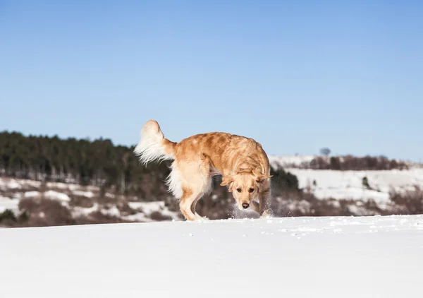 Pies Labrador retriever, grając w śniegu w zimie na zewnątrz — Zdjęcie stockowe