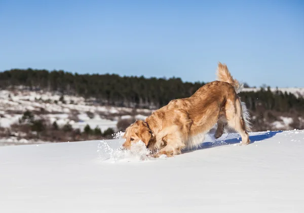 Labrador retriever perro jugando en la nieve en el invierno al aire libre —  Fotos de Stock