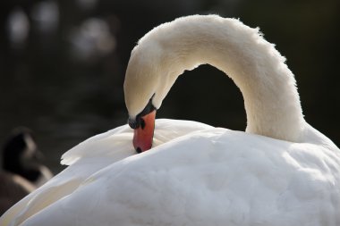 Swan güneşli gün, kuğular gölet üzerinde kapat