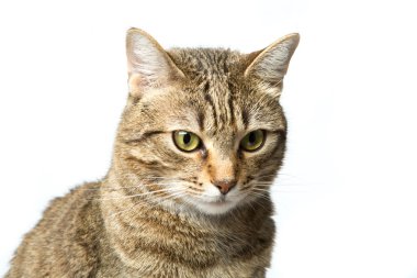 Beyaz arka plan, hayvan portre sevimli Avrupa yavru kedi izole