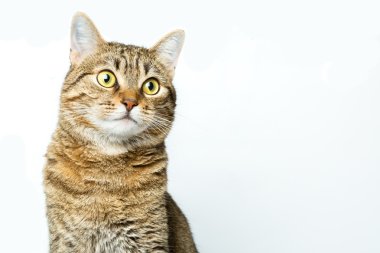 Beyaz arka plan, hayvan portre sevimli Avrupa yavru kedi izole