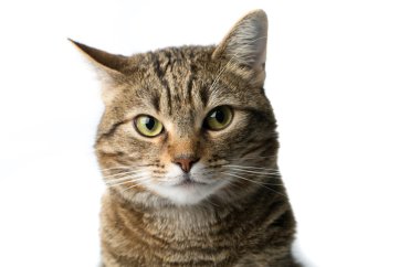 Beyaz arka plan, hayvan portre sevimli Avrupa yavru kedi izole