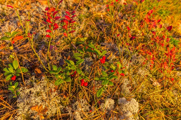 地上五彩缤纷的秋天树叶和浆果 — 图库照片