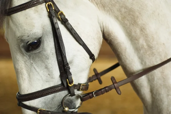Ojo de caballo Lusitano — Foto de Stock
